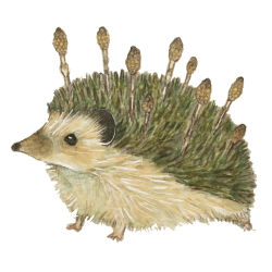 Rule 34 | amano sizuku, animal, animal focus, commentary request, hedgehog, highres, marker (medium), no humans, original, simple background, traditional media, white background