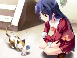 1girl ars_magna blue_hair can cat female_focus game_cg green_eyes koutaro long_hair minezaki_sakura necktie non-web_source o_o school_uniform solo squatting