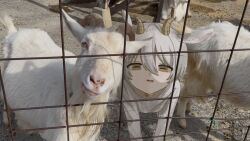 Rule 34 | 1boy, all fours, animal, animal ears, bell, brown eyes, dot nose, fence, fuvin, goat, goat boy, goat ears, goat horns, hair between eyes, highres, horizontal pupils, horns, long sleeves, looking at viewer, mixed media, neck bell, original, photo background, shirt, short hair, tongue, tongue out, white hair, white shirt