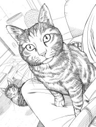 absurdres animal animal_focus book cat commentary greyscale highres indoors looking_ahead looking_at_viewer monochrome multiple_cats no_humans on_lap original out_of_frame sat0_manga sitting slit_pupils striped_fur tabby_cat table whiskers