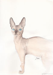 absurdres animal_focus blue_sclera cat colored_sclera cropped_torso hairless_cat highres junsun looking_at_viewer no_humans original standing traditional_media unfinished watermark weibo_watermark white_background wrinkled_skin