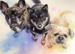 colored_pencil_(medium) day dog from_above full_body highres looking_at_viewer lying no_humans on_stomach ooy33151086 original painting_(medium) shadow sunlight traditional_media watercolor_(medium) window_shadow