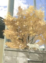 animal autumn blue_sky building cat cloud cloudy_sky dappled_sunlight day highres kusamie no_humans original outdoors scenery sky sunlight tree utility_pole yellow_leaves