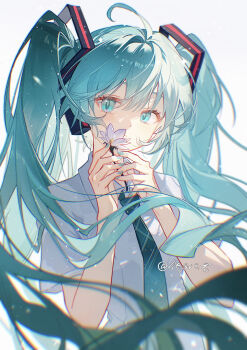 Rule 34 | 1girl, absurdres, ahoge, blue eyes, blue hair, blue necktie, closed mouth, cloudyman, collared shirt, flower, hatsune miku, highres, holding, holding flower, long hair, looking at viewer, mihuashi username, necktie, revision, shirt, short sleeves, simple background, solo, twintails, upper body, vocaloid, white background, white flower, white shirt