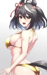 1girl ahoge animal_ears ass back bikini black_hair breasts from_behind gold_bikini gradient_background grey_background highres horse_ears horse_girl horse_tail kitasan_black_(umamusume) large_breasts looking_at_viewer looking_back multicolored_hair open_mouth pataneet red_eyes rope round_teeth shimenawa smile solo streaked_hair swimsuit tail teeth umamusume upper_teeth_only white_background white_hair