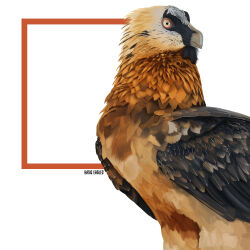 absurdres animal animal_focus art_study artist_name basiceagles bearded_vulture bird colored_sclera commentary cowboy_shot english_commentary feathers highres no_humans original painterly photo-referenced photoshop_(medium) realistic red_sclera simple_background solo square vulture white_background yellow_eyes