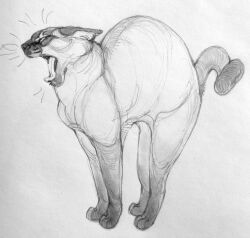 animal animal_ears cat cat_stretch closed_eyes commentary_request curled_tail ears_back full_body graphite_(medium) greyscale highres monochrome open_mouth original simple_background standing stretching tail tinylittlefox1 tongue traditional_media whiskers white_background yawning