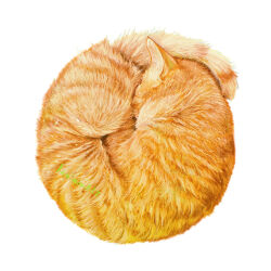 animal animal_focus artist_name cat commentary_request highres kamimon2016 no_humans orange_cat orange_fur original simple_background sleeping white_background