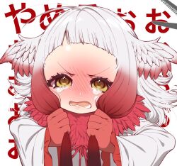 1girl angry bird_wings blunt_bangs blush bow bowtie crying frilled_sleeves frills full-face_blush fur_collar gloves gradient_hair head_wings japanese_crested_ibis_(kemono_friends) kemono_friends long_sleeves multicolored_hair notora open_mouth pulling_own_hair red_bow red_bowtie red_fur red_gloves red_hair scissors shirt short_hair_with_long_locks solo tears translation_request upper_body white_hair white_shirt wings yellow_eyes