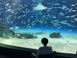 1boy aquarium backlighting blue_hair commentary_request coral_reef facing_away fish from_behind indoors maelo manta_ray meguriya_ayumu photo_background shirt short_hair toshi_densetsu_kaitai_center upper_body water wheelchair white_shirt