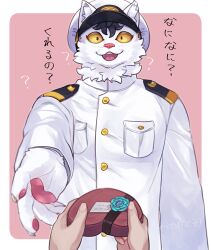 1boy 1other ? aizawa_(nh_st) body_fur box box_of_chocolates cat_boy claws coat commentary_request furry furry_male gift hat heart-shaped_box highres holding holding_gift looking_at_viewer male_focus military_uniform naval_uniform open_mouth original peaked_cap pink_background pov reaching reaching_towards_viewer simple_background standing translation_request upper_body valentine white_coat white_fur yellow_eyes