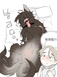 Rule 34 | 0820 lakia, 1girl, absurdres, animal, animal focus, animalization, blonde hair, commentary request, dog, grey eyes, highres, korean commentary, korean text, lying, on back, original, short hair, solo, tongue, tongue out, towel, towel around neck, translation request