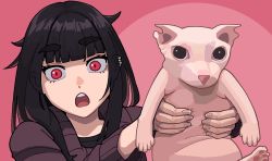 1girl :o animal animal_ear_fluff animal_ears bingus black_eyes black_hair blunt_bangs calponpon cat cat_ears cat_tail claire_(calponpon) earrings hairless_cat highres holding jewelry long_hair long_sleeves looking_at_viewer non_porn open_mouth original pink_background red_eyes simple_background sweater tail