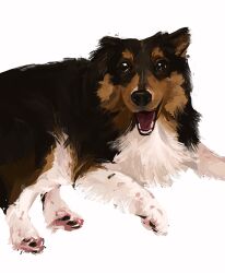 Rule 34 | animal, dog, highres, junbuug, looking at viewer, lying, no humans, on ground, open mouth, original, painterly, pomeranian (dog), simple background, sparkling eyes, still life, white background