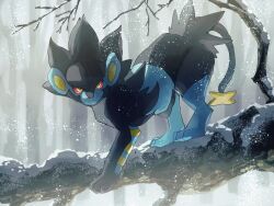 all_fours black_eyes black_fur blue_fur branch colored_sclera forest fusenryo gen_4_pokemon looking_at_viewer luxray nature nintendo no_humans pokemon pokemon_(creature) snowing two-tone_fur yellow_sclera