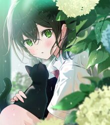 1girl :o animal black_cat blush bow bowtie brown_hair cat collared_shirt commentary_request dot_nose earrings flower from_side green_eyes highres holding holding_animal holding_cat hydrangea jewelry knees_up looking_at_viewer original parted_lips rain red_bow red_bowtie school_uniform shirt short_hair short_sleeves sitting solo stud_earrings taking_shelter water_drop wet wet_clothes wet_shirt whiskers white_shirt yukimaru_nun