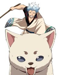 1boy animal belt black_eyes black_shirt blue_belt blue_hair bokken clenched_teeth dog gintama hadanugi_dousa holding holding_sword holding_weapon japanese_clothes kimono long_sleeves male_focus messy_hair open_clothes open_kimono pectoral_cleavage pectorals riding sadaharu sakata_gintoki shirt short_hair short_sleeves sword teeth tongue v-shaped_eyebrows weapon white_background white_kimono wooden_sword yubi_nui21