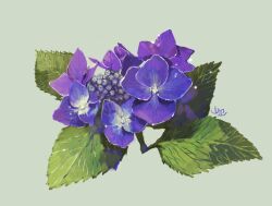 Rule 34 | commentary request, flower, flower focus, green background, highres, hydrangea, leaf, no humans, object focus, original, purple flower, signature, simple background, still life, yamabuki (haruirokerria)