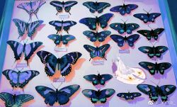 1other ambiguous_gender antennae arthropod_boy arthropod_girl blue_butterfly blunt_ends bug butterfly butterfly_wings commentary english_commentary framed_insect from_above graveyard highres insect insect_collection insect_pin insect_wings long_hair mini_person miniboy minigirl moth original picture_frame pinned shadow solo straight_hair surreal too_many too_many_butterflies very_long_hair watermark weibo_watermark white_hair wings ye_(ran_chiiipye)