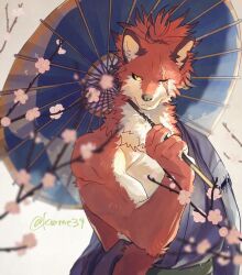 1boy aizawa_(nh_st) arm_out_of_sleeve body_fur brown_background cherry_blossoms commentary_request furry furry_male hand_up highres holding holding_umbrella japanese_clothes kimono looking_to_the_side male_focus muscular muscular_male oil-paper_umbrella one_eye_closed original ponytail red_fur red_hair scar scar_across_eye scar_on_face short_hair solo umbrella upper_body wolf_boy yellow_eyes