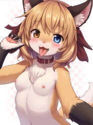 1girl :3 animal_ear_fluff animal_ears belt_collar blue_eyes blush body_fur breasts brown_eyes brown_fur brown_hair collar erishu_(sinelesh) fox_ears fox_girl fox_tail furry furry_female hand_up heterochromia highres looking_at_viewer medium_hair nipples nude open_mouth original red_collar selfie small_breasts solo tail tongue tongue_out upper_body white_fur