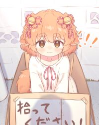 ! !! 1girl absurdres animal_ears bell bow box bra_strap brown_eyes collarbone dog_ears dog_girl dog_tail dot_nose floppy_ears for_adoption hair_bell hair_ornament highres in_box in_container inuakari_suzu_(inuakarisan) inuakarisan long_sleeves looking_at_viewer notice_lines orange_hair original outdoors pink_bow pov pov_shadow revision shadow shirt shirt_bow short_hair sitting solo tail thick_eyebrows translated wavy_mouth white_shirt