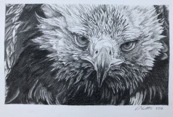 Rule 34 | animal, animal focus, bird, commentary, dated, david salter, eagle, english commentary, golden eagle, graphite (medium), greyscale, highres, monochrome, no humans, original, photo-referenced, photo (medium), photorealistic, realistic, signature, traditional media
