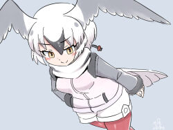 Rule 34 | bird girl, bird tail, bird wings, blush, cowboy shot, from above, fur trim, grey fur, grey hair, grey sleeves, hair between eyes, hand in pocket, head wings, highres, hood, hoodie, kemono friends, long sleeves, mo23, multicolored hair, pantyhose, red pantyhose, ross&#039;s gull (kemono friends), scarf, short hair, short shorts, shorts, sidelocks, smile, tail, white hair, white hoodie, white scarf, white shorts, wings, yellow eyes