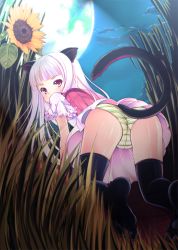 1girl all_fours animal_ears ass backpack bad_id bad_pixiv_id bag bent_over black_thighhighs blush butt_crack cat_ears cat_tail cloud dress female_focus flower grass green_panties looking_at_viewer looking_back outdoors panties pantyshot purple_dress purple_skirt randoseru short_sleeves silver_hair skirt sky solo striped_clothes striped_panties sunflower tail thighhighs thighs underwear yako zettai_ryouiki