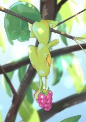 Rule 34 | berry (pokemon), black eyes, blurry, blurry background, branch, colored sclera, commentary, food, full body, gen 3 pokemon, highres, holding, holding food, in tree, leaf, looking at food, nintendo, no humans, outdoors, pokemon, pokemon (creature), qua, razz berry, slit pupils, solo, symbol-only commentary, tree, treecko, upside-down, yellow sclera