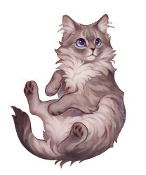 Rule 34 | :3, animal, animal ear fluff, animal focus, baby animal, blue eyes, cat, fluffy, giulialibard, grey cat, grey fur, highres, kitten, no humans, original, pawpads, realistic, signature, simple background, solo, tail, white background