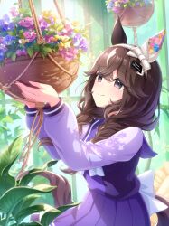 1girl absurdres animal_ears bad_link blush braid breasts brown_hair curren_bouquetd&#039;or_(umamusume) flower hair_between_eyes hair_ornament highres holding horse_ears horse_girl horse_tail low_twin_braids official_art plant school_uniform smile solo tail tracen_school_uniform twin_braids umamusume window