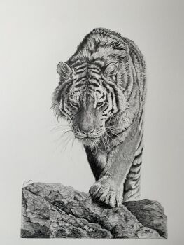 Rule 34 | animal, animal focus, commentary, david salter, english commentary, greyscale, highres, monochrome, no humans, original, photo-referenced, photo (medium), photorealistic, realistic, signature, tiger, traditional media, whiskers